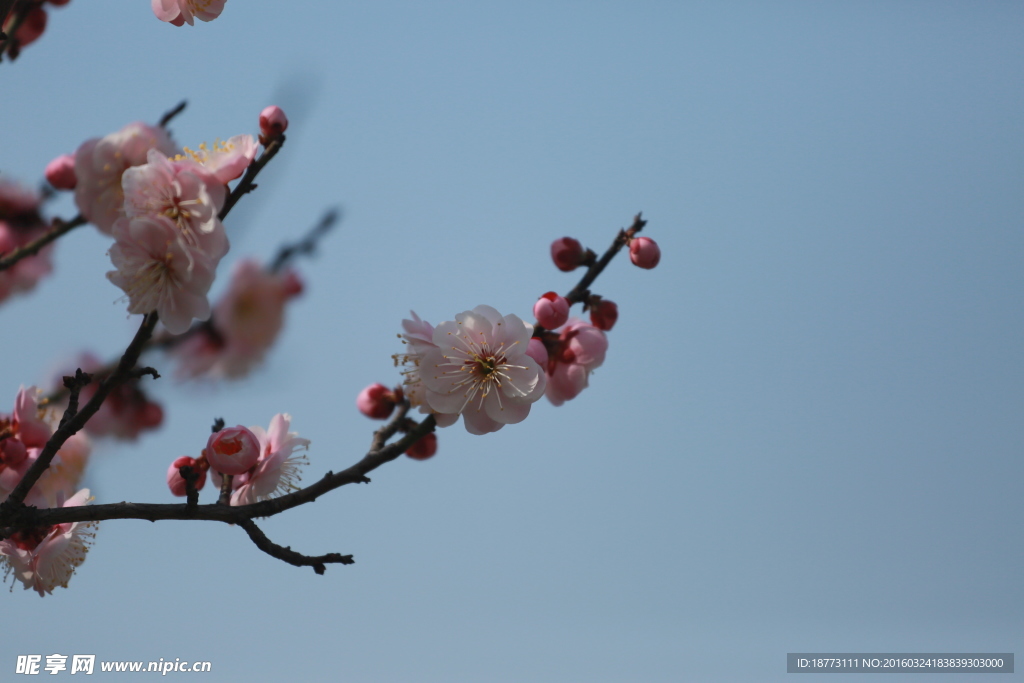 梅花