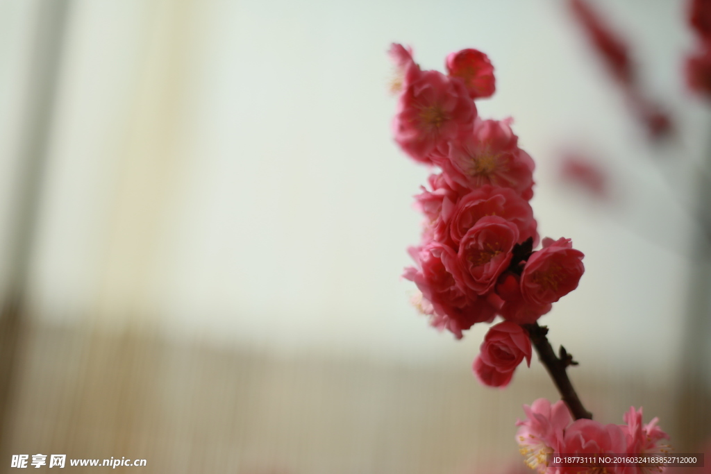 梅花