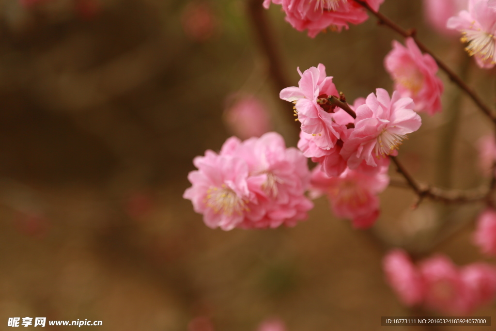 梅花