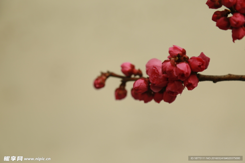 梅花