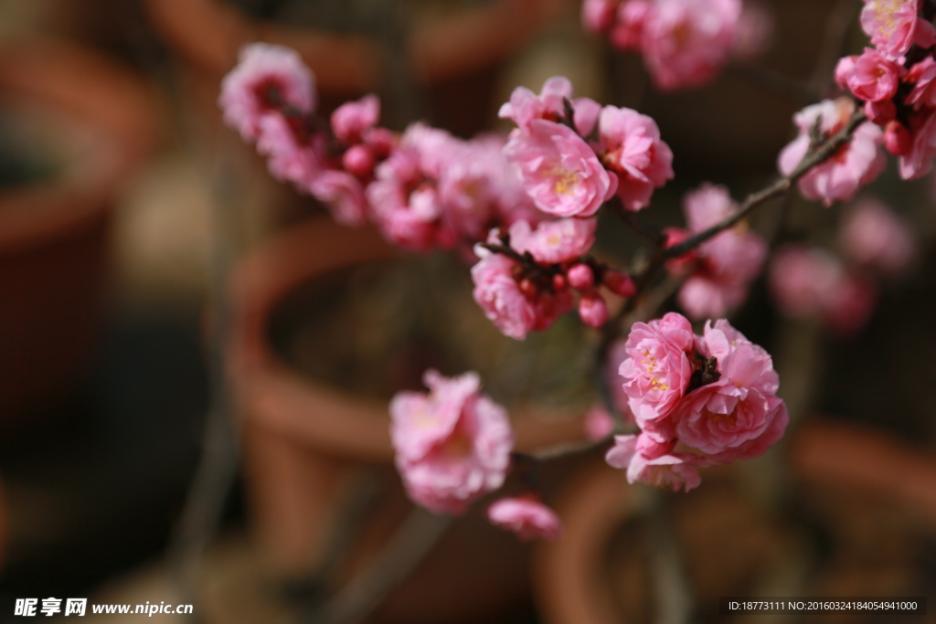 梅花