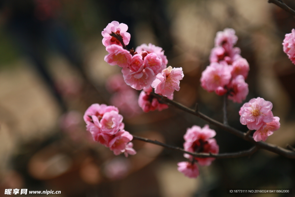梅花