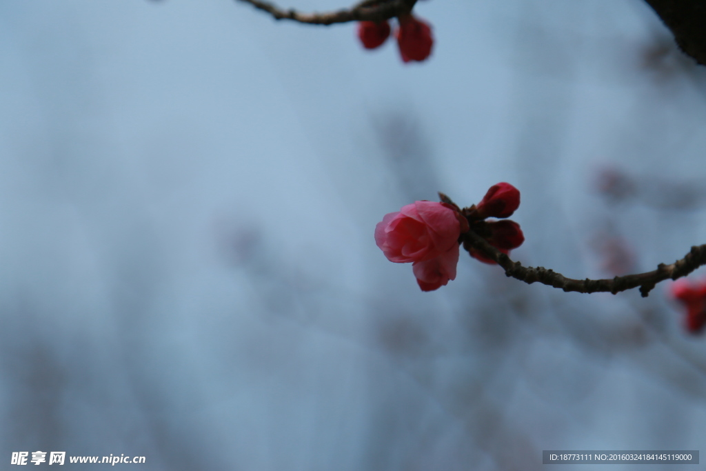 梅花