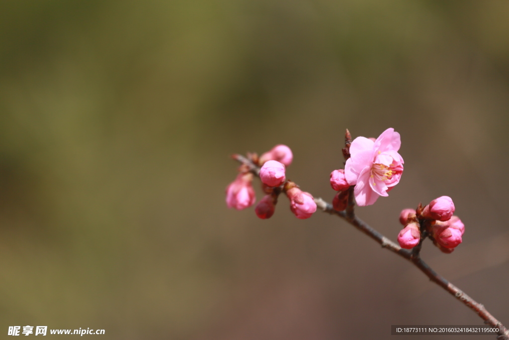 梅花