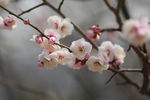 梅花