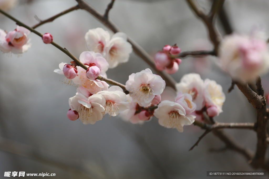 梅花
