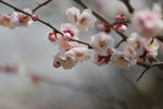 梅花花绿绿