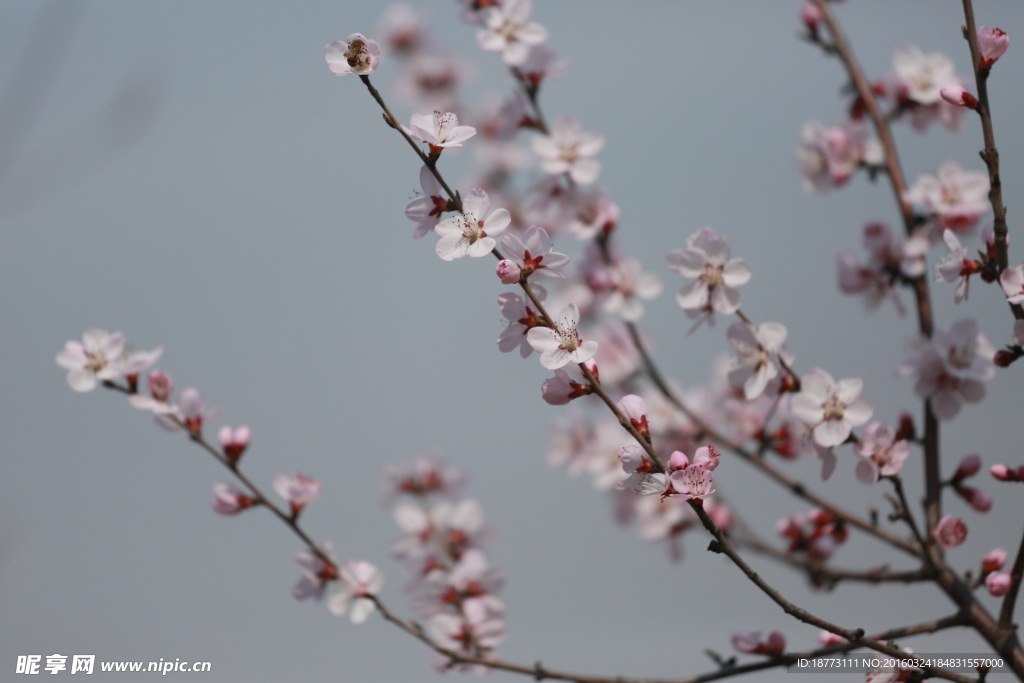 梅花