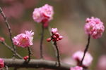 梅花