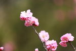 梅花
