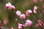 梅花