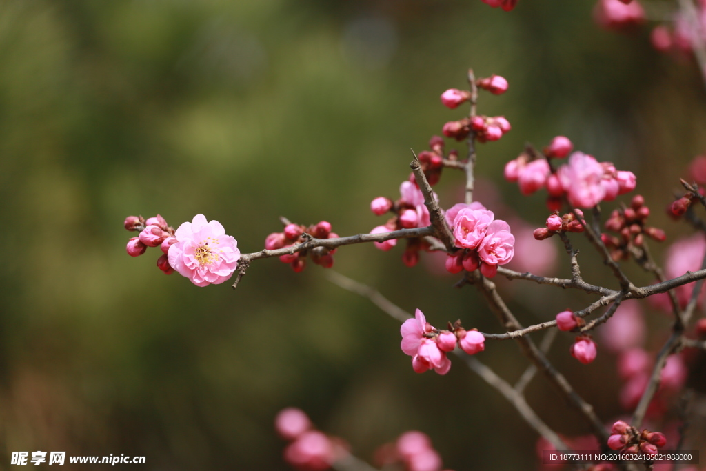 梅花