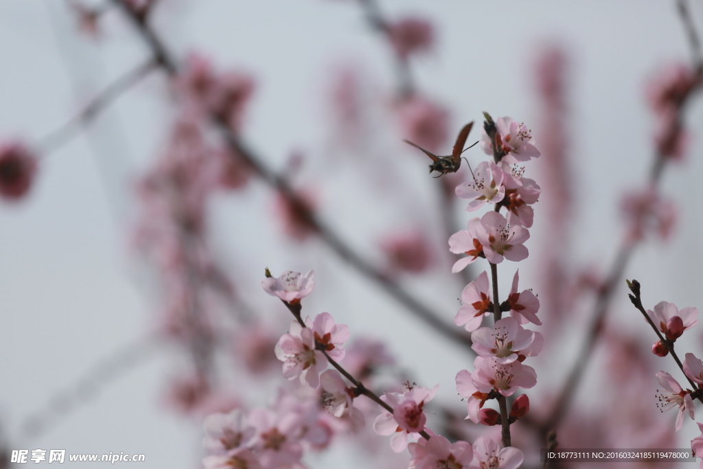 梅花