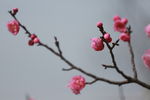 梅花