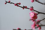 梅花
