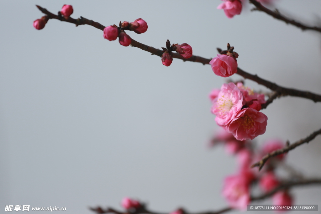梅花