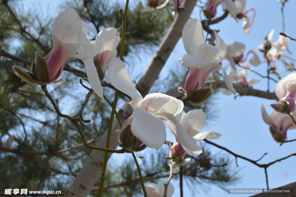 玉兰花