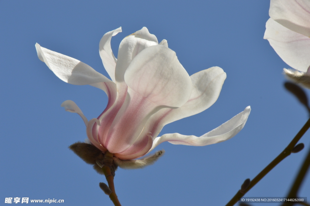 玉兰花