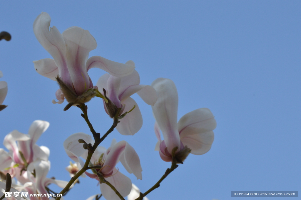 玉兰花