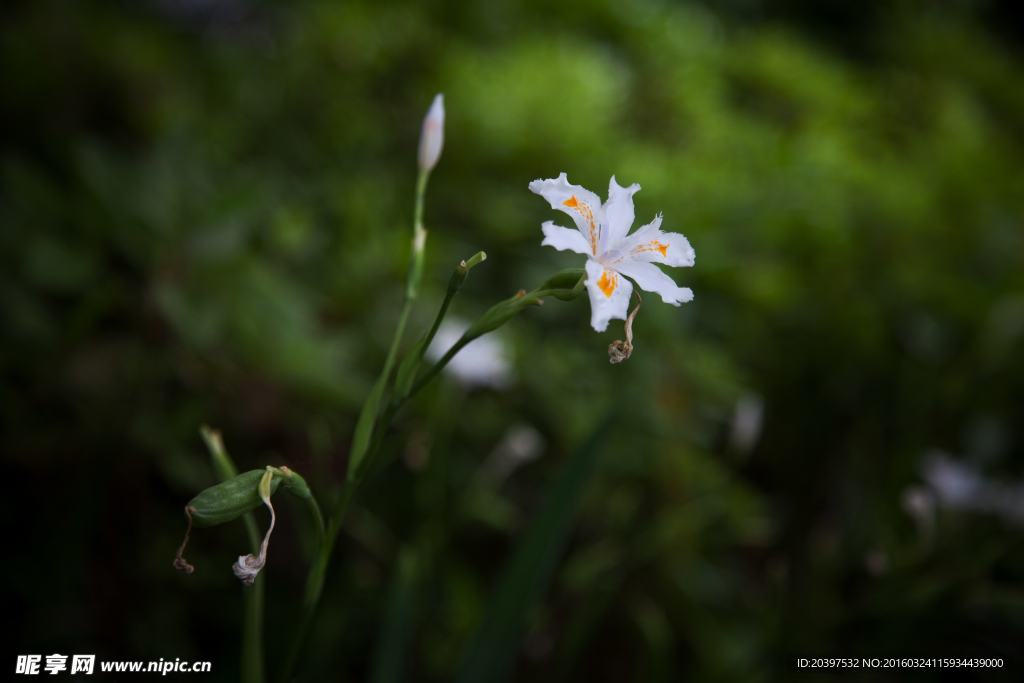 蝴蝶花