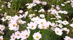 李子花