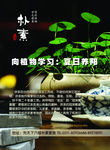 茯茶
