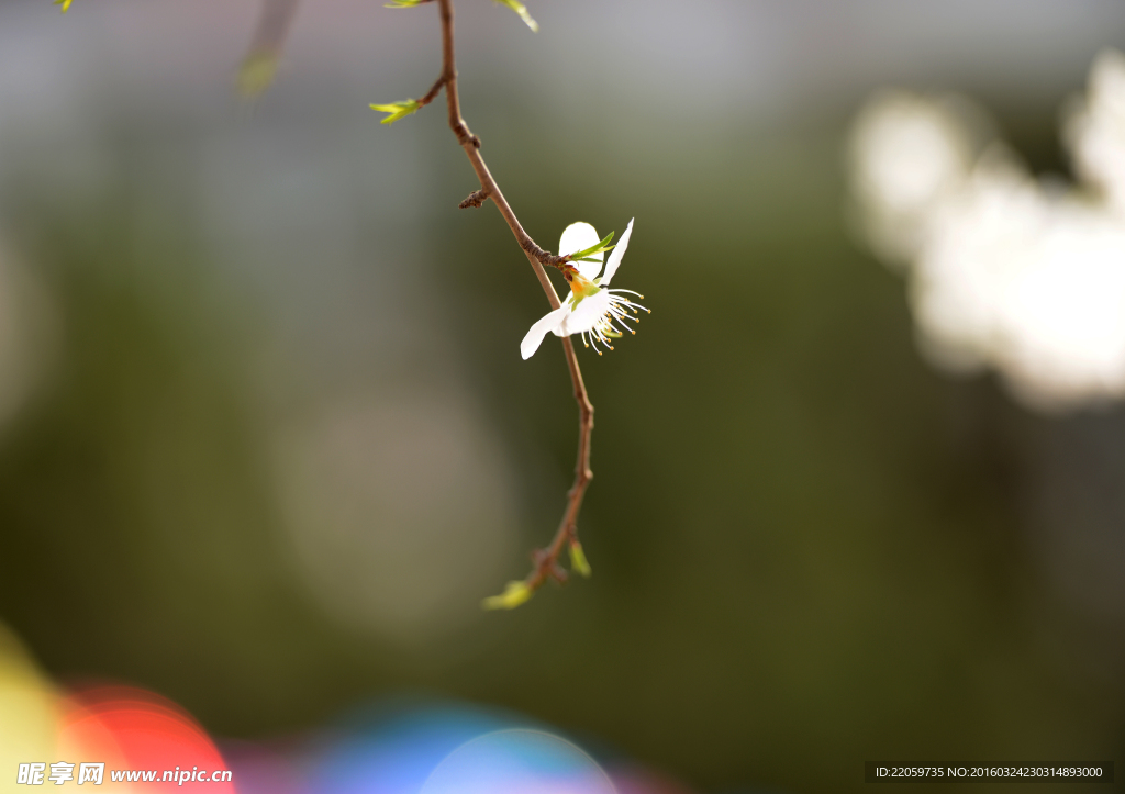 桃花
