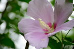 木槿花