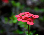 小红花