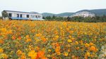 硫华菊