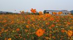 硫华菊