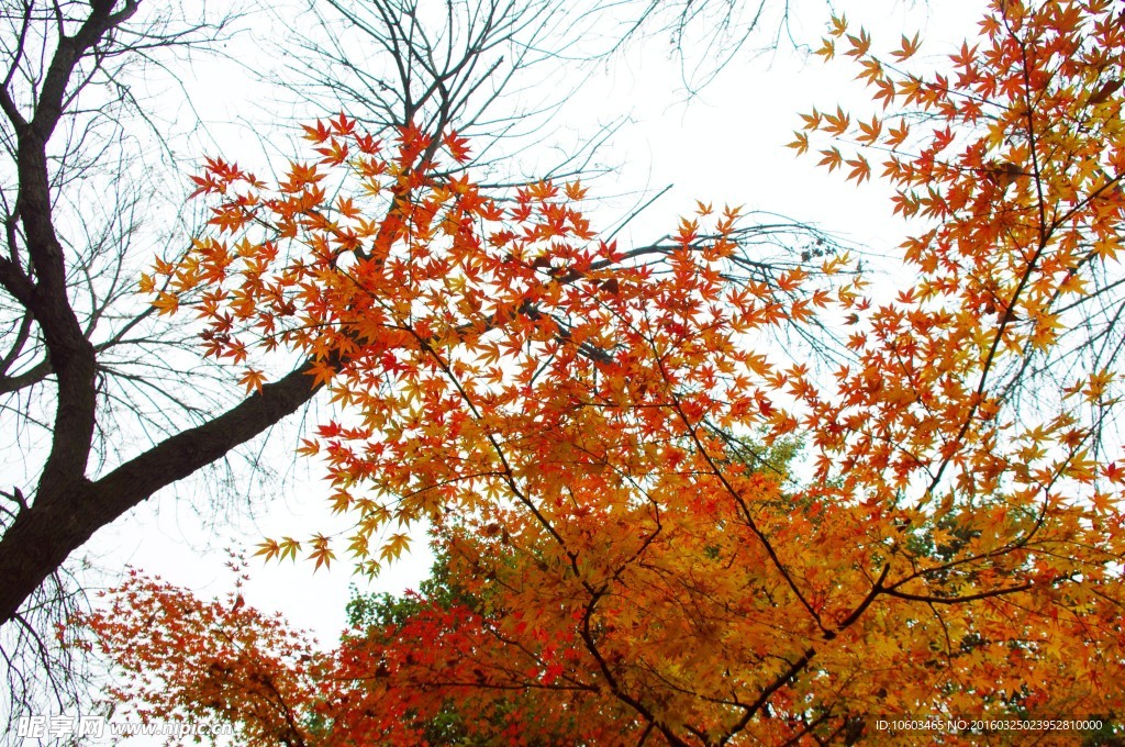 红枫叶 枫叶红