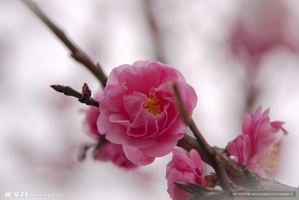 梅花