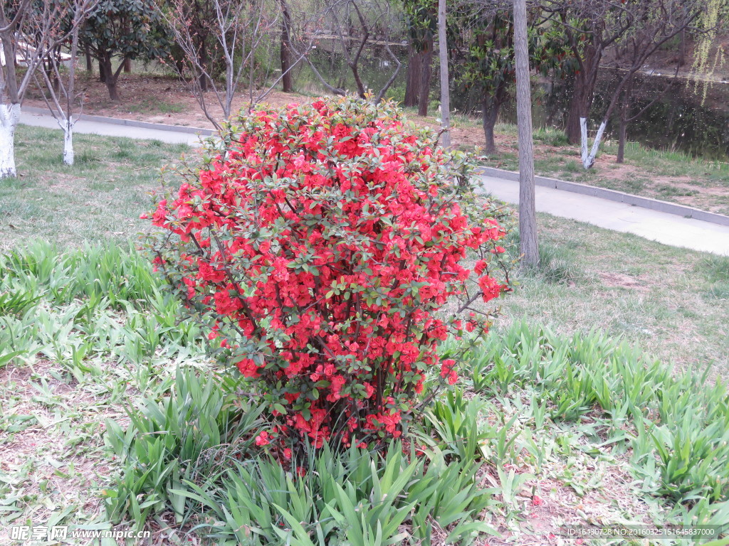 花木