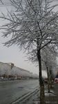 雪树
