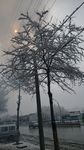 雪树