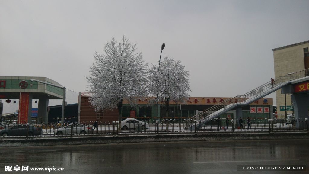 雪树 街景