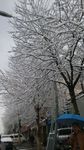 雪树