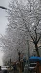 雪树 雪景