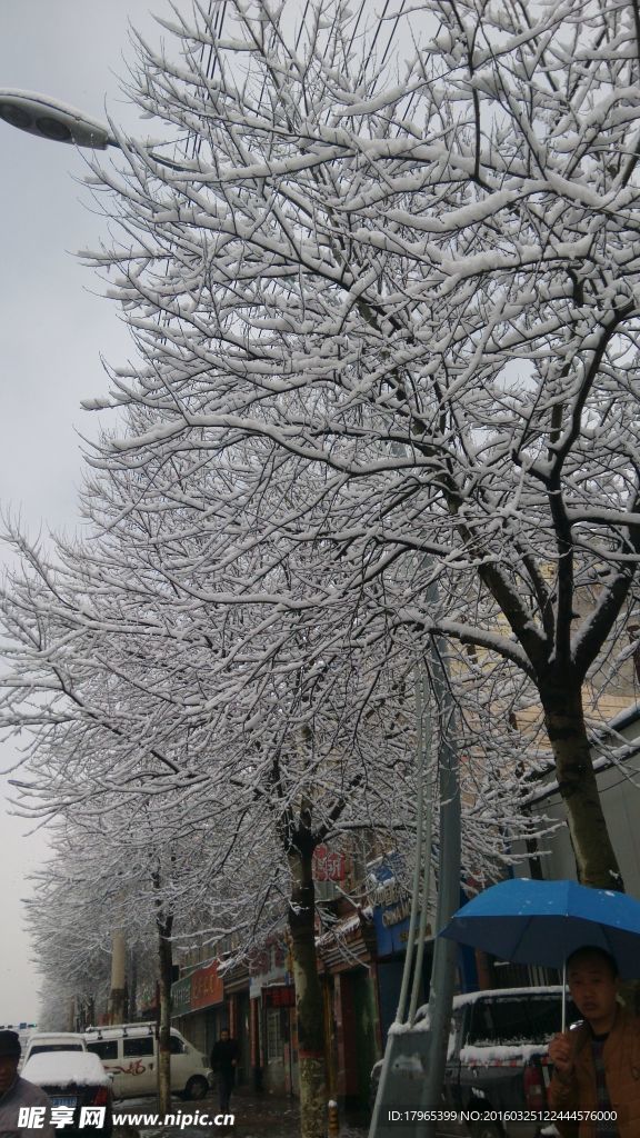 雪树 雪景
