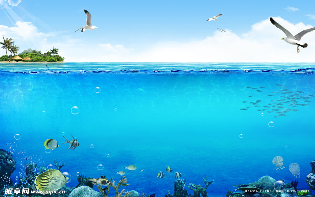 海底 海绵 潜泳 海岸