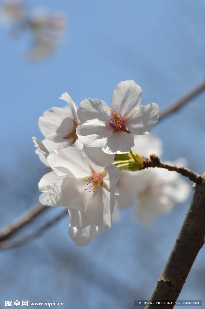 樱花