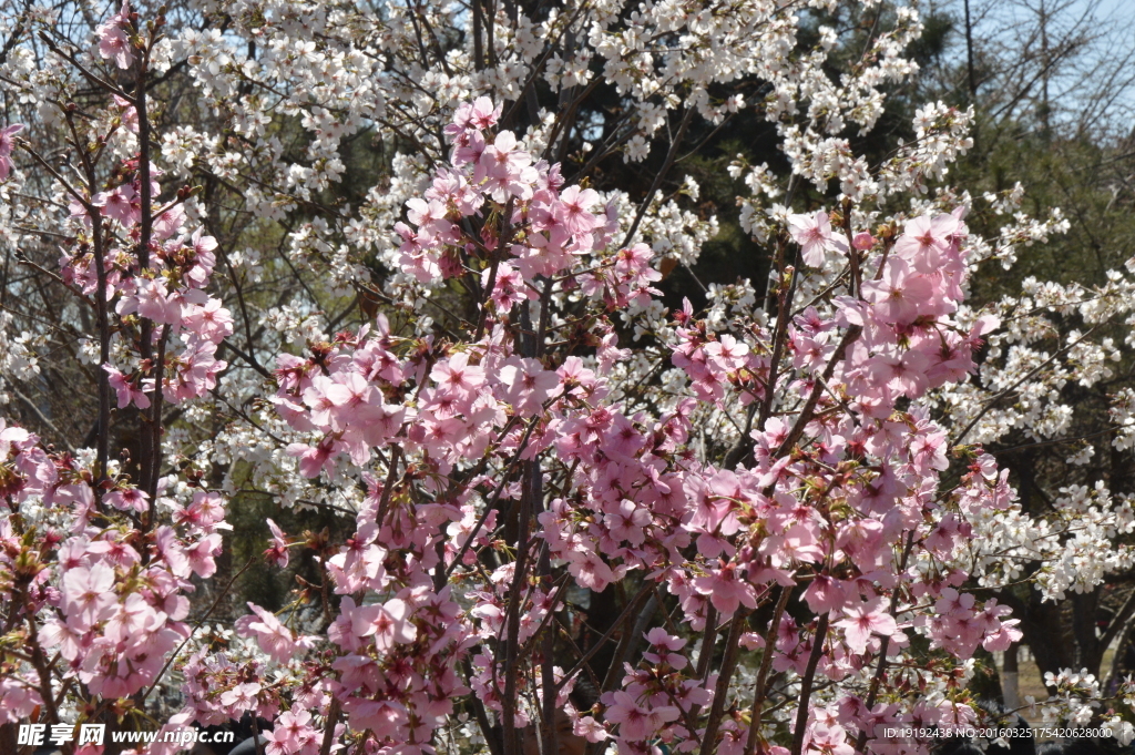 樱花
