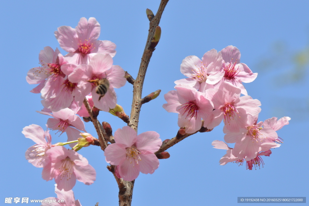 樱花