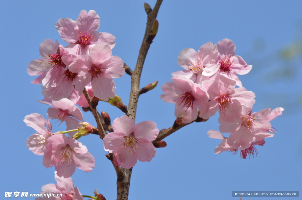 樱花