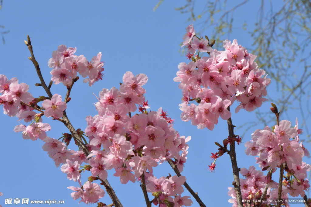 樱花