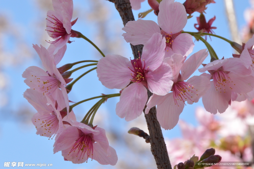 樱花