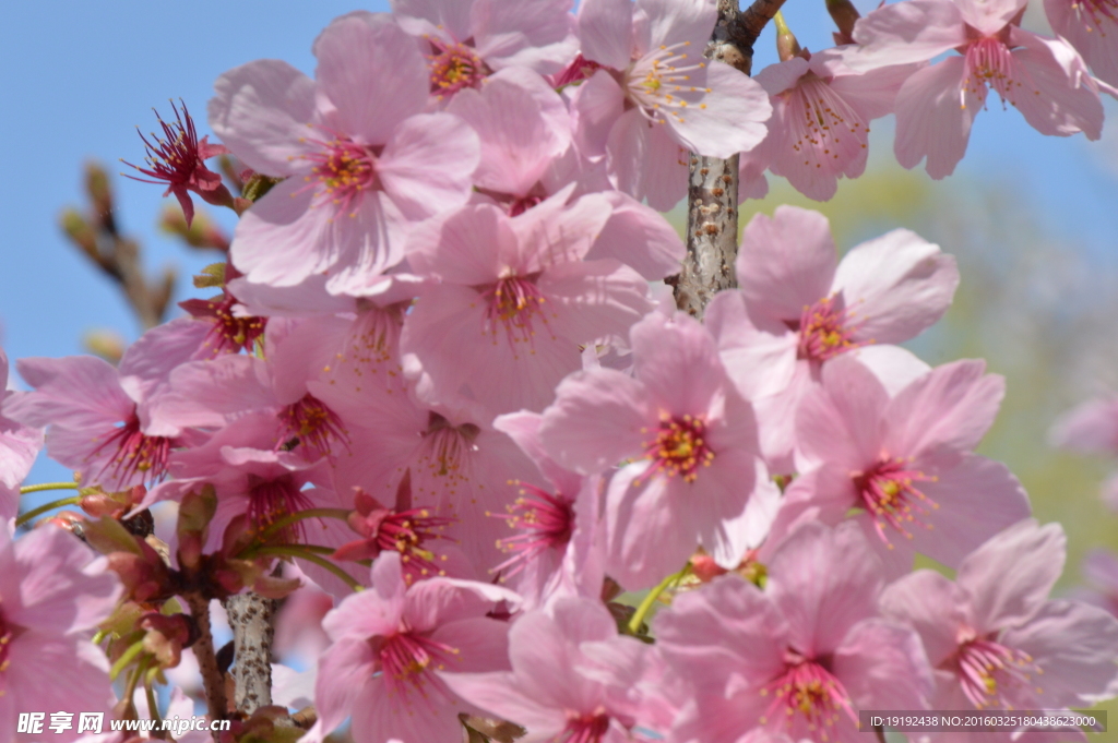 樱花
