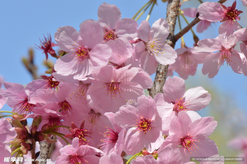 樱花