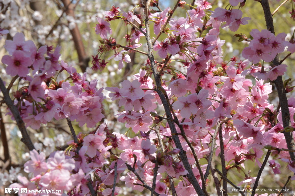 樱花